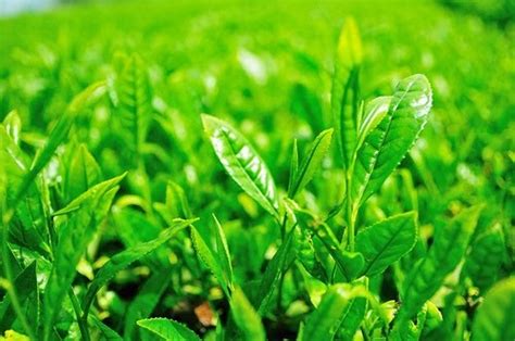 Green Tea Philippines: Green Tea Plant: Where is Green Tea Extracted ...