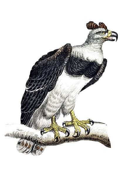 Harpy Eagle Flying Clipart