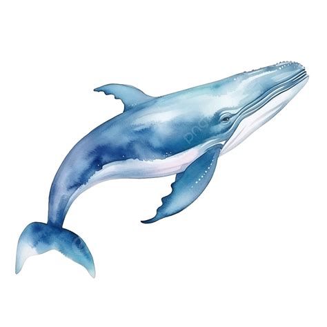 Watercolor Whale Sea Animal Clip Art, Whale, Watercolor, Sea PNG ...