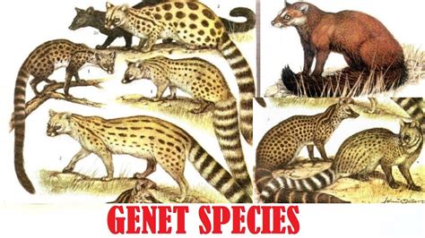 Genet Species - All Genet Species Of The World - YouTube