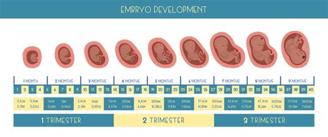 Pregnancy stages :: Behance