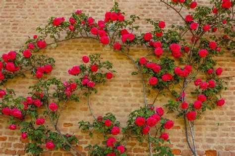 7 Best Climbing Roses For Garden Shade | Horticulture.co.uk