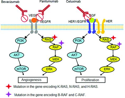 Signaling mechanisms associated with treatment of colon cancer. | Download Scientific Diagram