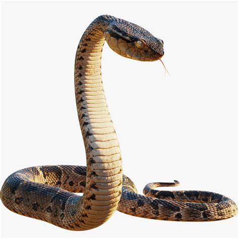 3D model realistic snake - TurboSquid 1277884