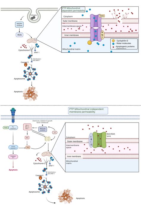 An overview of apoptosis: The mitochondrial-mediated apoptosis can be ...