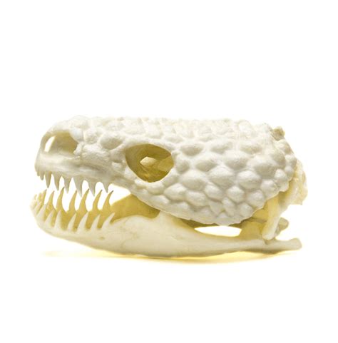 Gila Monster Skull Replica