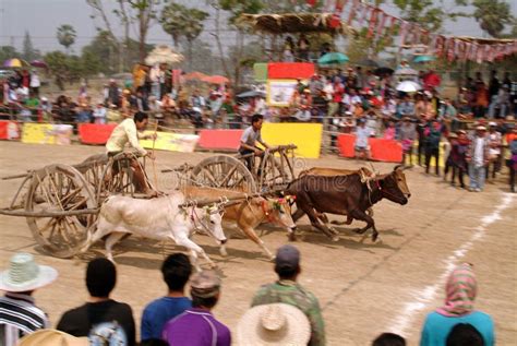 Ox Cart Racing in Thailand. Editorial Stock Photo - Image of rider, asian: 55745313