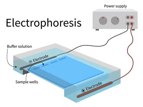 What Is Gel Electrophoresis? How And Why Is It Useful? » ScienceABC