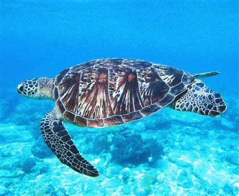 Green Sea Turtle | The Animal Facts | Diet, Habitat, Breeding, Behaviour