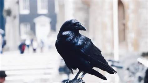 Talking Crow | Chromographics Institute