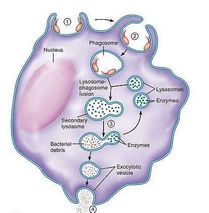 Lysosome in a Cell - Function, Structure and Diagram