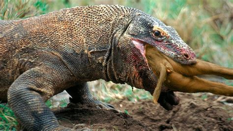 15 BRUTAL Moments Of Komodo Dragons Eating Their Prey Alive - YouTube