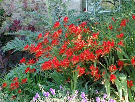 Crocosmia 'Lucifer' Seed