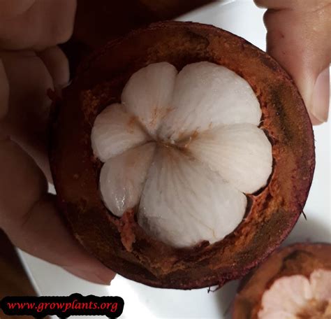 Purple mangosteen tree - How to grow & care