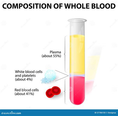 Blood Plasma And Formed Elements In Test Tube Stock Vector - Image ...