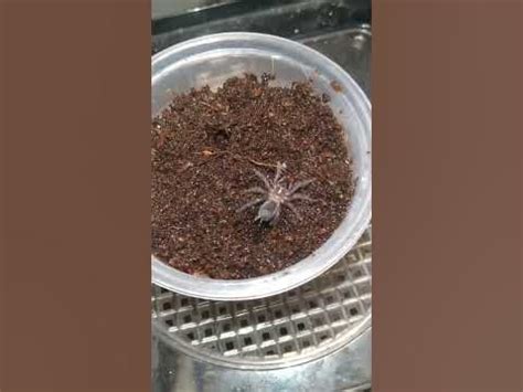 Tarantula sling in three molt stages - YouTube