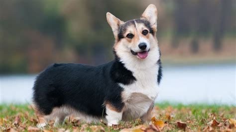 Pembroke Welsh Corgi Intelligence: Unleashing Canine Genius