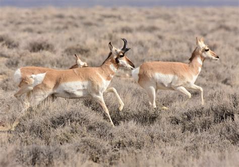 Pronghorn Antelope