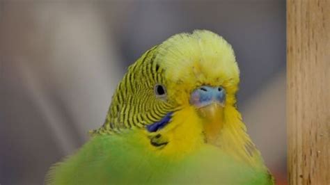 Budgie Illness - Signs of a sick pet