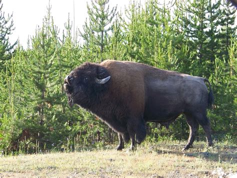 Bison Wyoming Yellowstone · Free photo on Pixabay