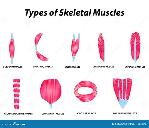 The Anatomical Structure of Skeletal Muscles. Infographic. Vector ...