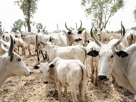 Clashes Over Grazing Land In Nigeria Threaten Nomadic Herding | NPR & Houston Public Media