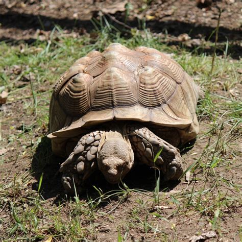 African Spurred Tortoise | African Safari Wildlife Park - Port Clinton, OH