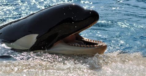 Orca Teeth: Do Orcas Have Teeth?