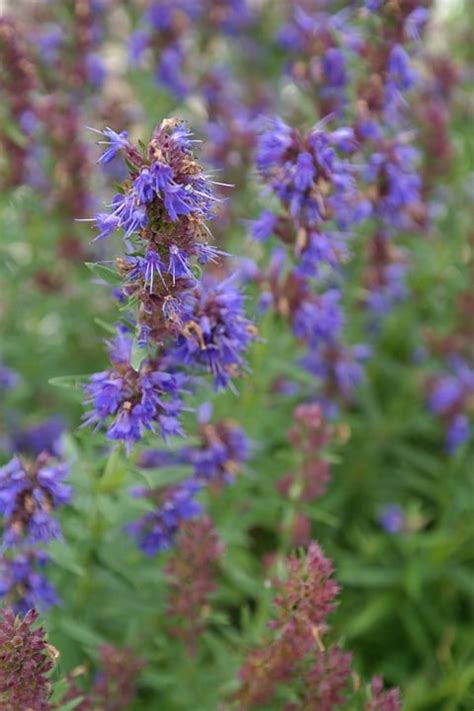 Growing Hyssop, Planting, Care, and Harvesting | Gardening Tips