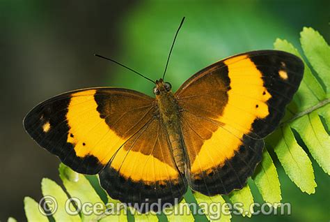 Butterfly Identification Chart Australia | Labb by AG