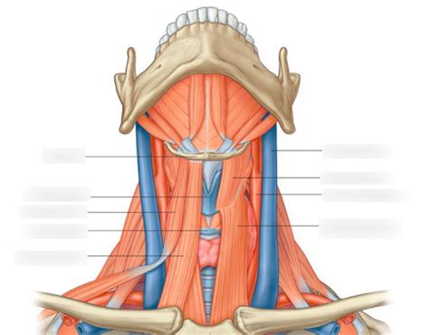 Infrahyoid muscles Diagram | Quizlet