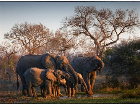 Londolozi - Luxury Safari Lodge | Londolozi Game Reserve