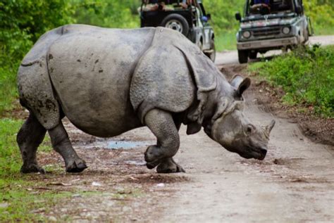 Top 7 Wildlife Sanctuaries and National Parks in Assam