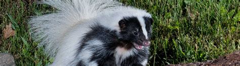 10 Skunk Facts That Will Surprise You