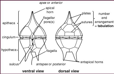 Dinoflagellates Structure