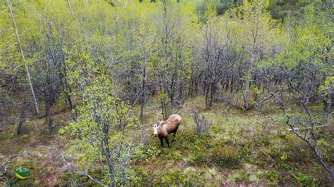 Alaska Moose - Alaska Adventure Center