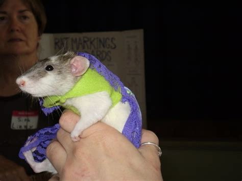 1000+ images about RAT COSTUMES on Pinterest | Hippies, Pet rats and Costumes