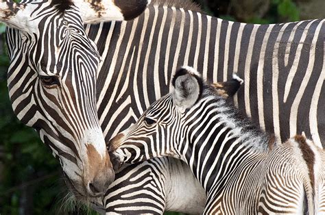 Zoo Miami sanctuary welcomes births of six animals from endangered ...