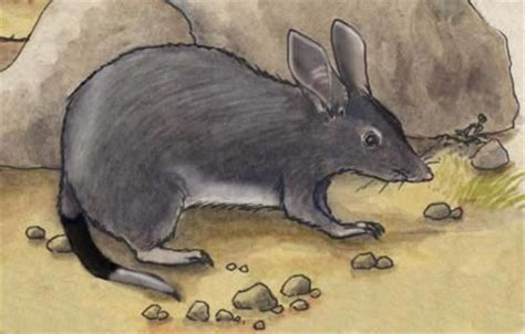 Bandicoot (Rabbit) or Bilby