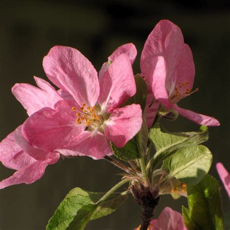 Red Apple Flowers | Part of the tree is blooming with red/pi… | Flickr