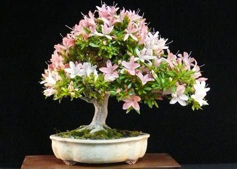 Best Kept Secret Azalea Bonsai Care Guide