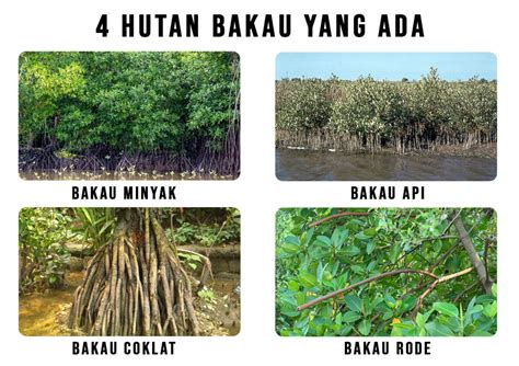 4 Jenis Hutan Bakau Wajib Ketahui - Tani Sejahtera