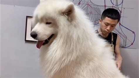 Giant Samoyed Puppies