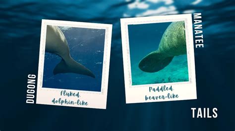 Dugong vs Manatee – 6 Ways to Tell the Difference