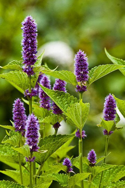 anise hyssop / dropplant | Edible flower garden, Plants, Perennial plants