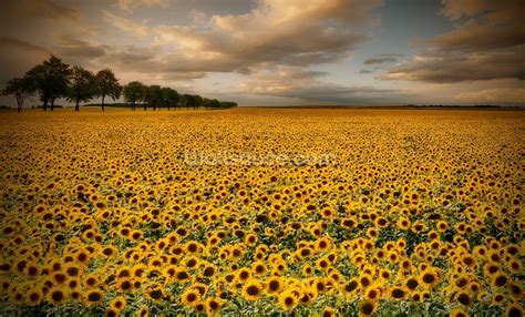 Sunflower Land Wallpaper | Wallsauce UK