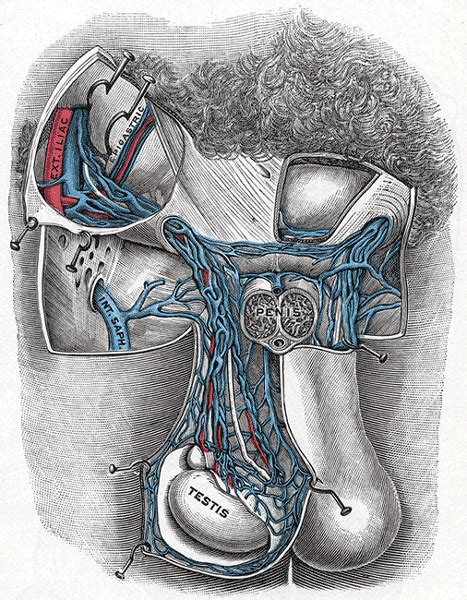 fuckyeahmedicaldiagrams | Anatomy, Human body anatomy, Plexus products