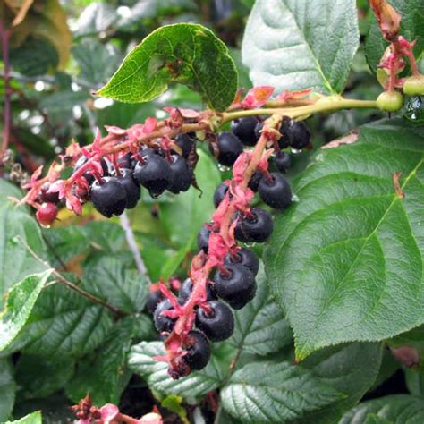 Salal Berries (Gaultheria shallon) in British Columbia