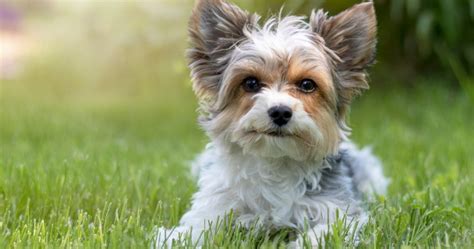 7 Tips on Dealing with Yorkie Potty Training Regression - Alpha Trained Dog