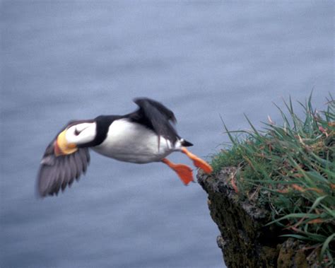 Horned Puffin - Fratercula corniculata - NatureWorks